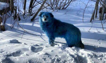 Câini extrem de ciudați în Rusia. Nimeni nu știe de unde vin. Autoritățile sunt în alertă