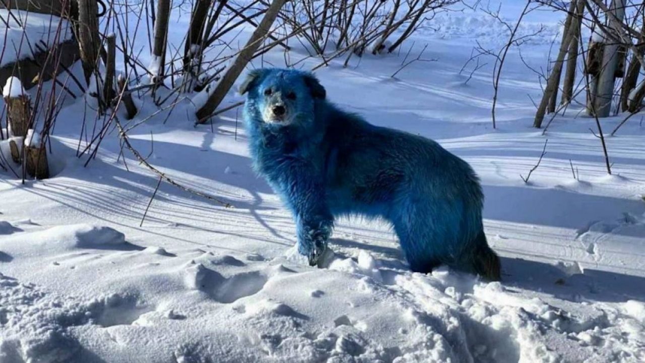 Câini extrem de ciudați în Rusia. Nimeni nu știe de unde vin. Autoritățile sunt în alertă