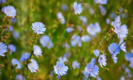 Planta miraculoasă de la marginea drumului. Este bună pentru detoxifierea organismului, îmbunătățește memoria și scade glicemia