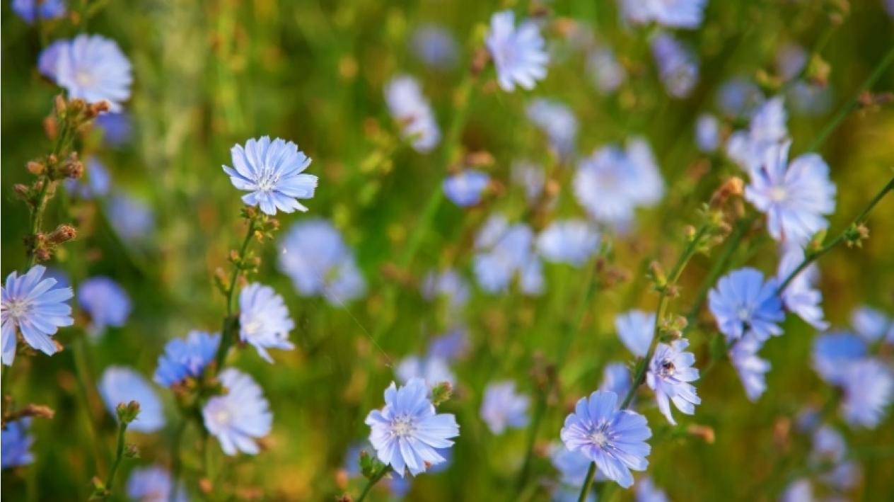 Planta miraculoasă de la marginea drumului. Este bună pentru detoxifierea organismului, îmbunătățește memoria și scade glicemia