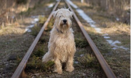 De ce sunt abandonate animalele de companie? Cesar Millan are răspunsul