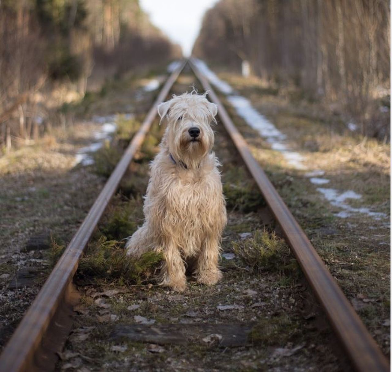 De ce sunt abandonate animalele de companie? Cesar Millan are răspunsul