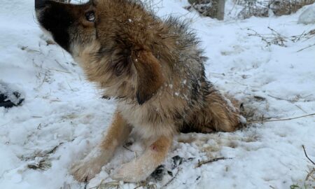 Câine lovit de o mașină, lăsat să zacă o săptămâna pe pământul înghețat: În mijlocul satului, în fața caselor, nu pe câmp