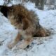Câine lovit de o mașină, lăsat să zacă o săptămâna pe pământul înghețat: În mijlocul satului, în fața caselor, nu pe câmp