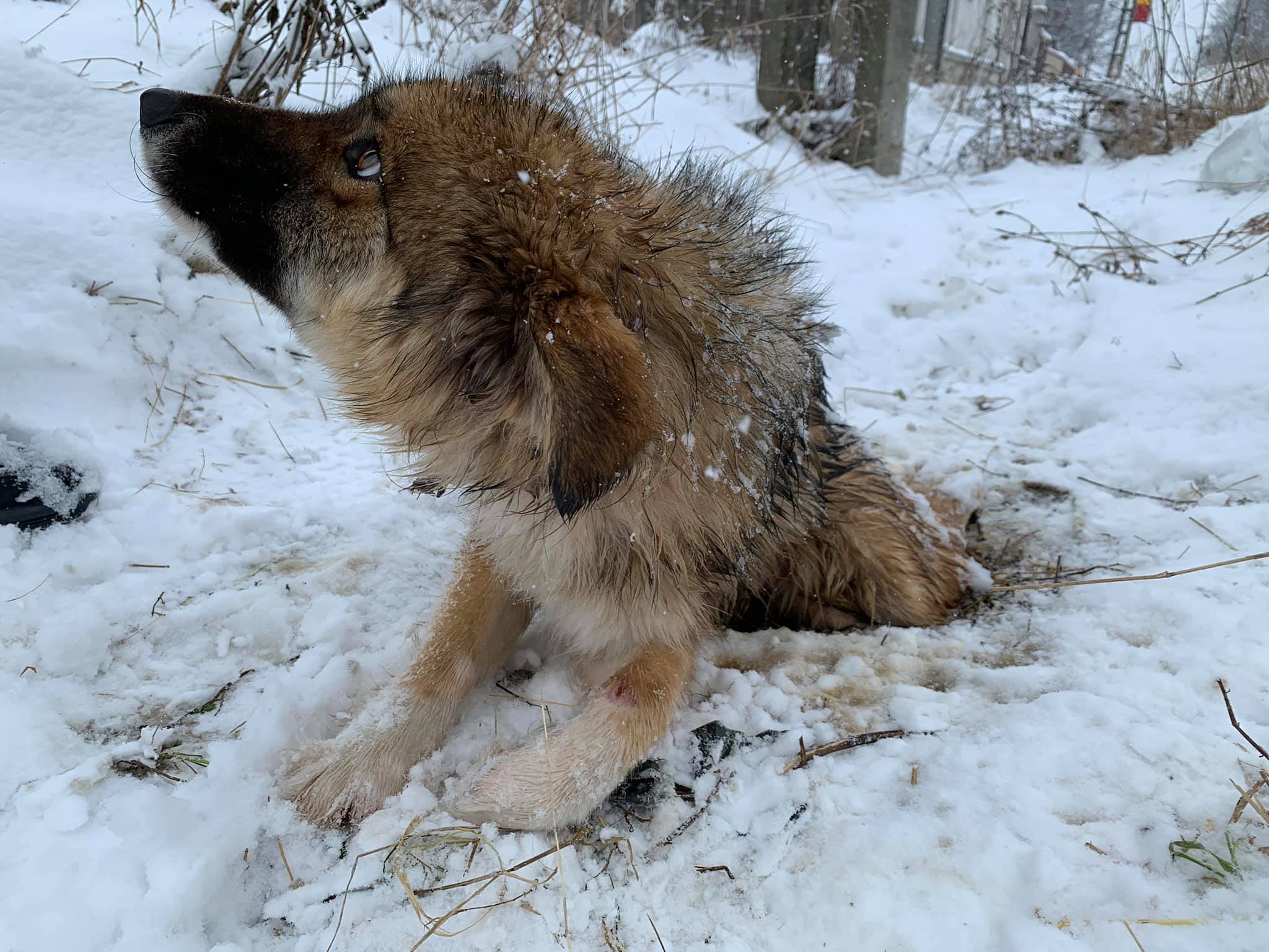 Câine lovit de o mașină, lăsat să zacă o săptămâna pe pământul înghețat: În mijlocul satului, în fața caselor, nu pe câmp