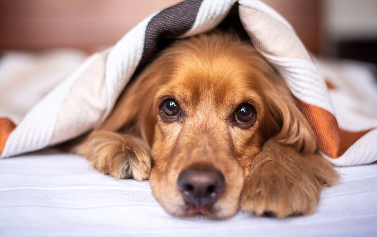Fenomen sinistru în Anglia! Animalele de companie, fără apărare în fața hoților. Ce urmăresc?