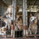 Schimbare de situație în cazul adăpostului de la Odăi. S-a decis soarta a 750 de câini