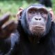 O boală misterioasă a decimat zeci de cimpanzei. Pericol major și pentru oameni. „Se culcau sănătoși și dimineața erau morți”