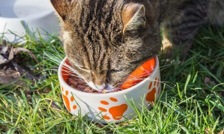 Ce să nu îi dai pisicii de mâncare! Iată cele 13 alimente pe care nu ar trebui să i le oferi felinei