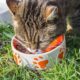 Ce să nu îi dai pisicii de mâncare! Iată cele 13 alimente pe care nu ar trebui să i le oferi felinei