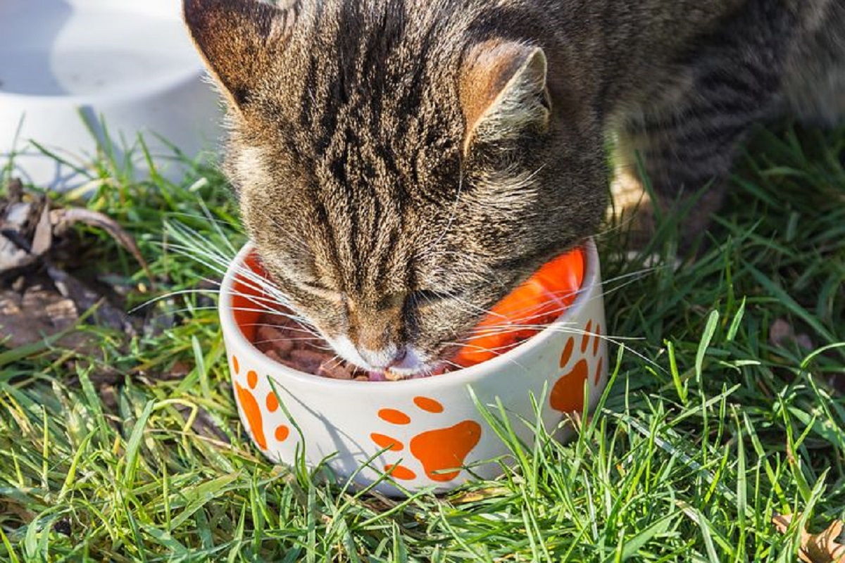 Ce să nu îi dai pisicii de mâncare! Iată cele 13 alimente pe care nu ar trebui să i le oferi felinei