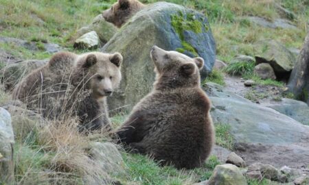 Autoritățile din România, în alertă din cauza celor patru pui de urs