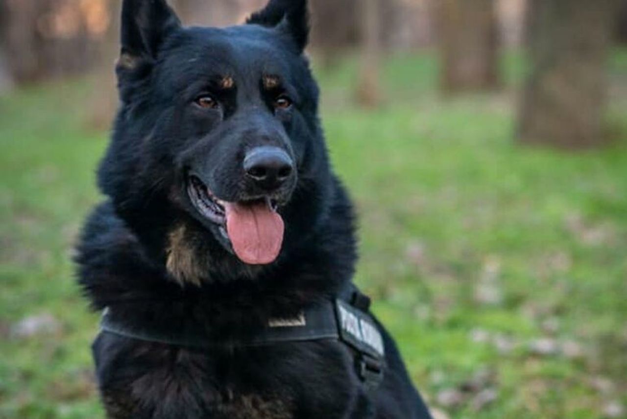 Gipsy, câinele erou din MAI! Recordul pentru care a fost apreciat
