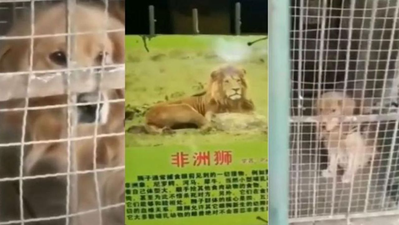 Ce caută un golden retriever într-o cuşcă destinată leului african? Explicație halucinantă
