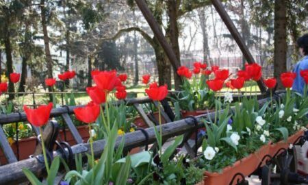 Laleaua „Doamna Maria Brâncoveanu”, în cea mai mare grădină florală olandeză, Keukenhof