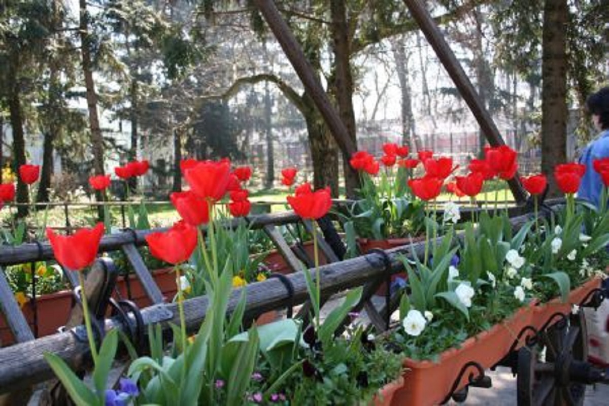 Laleaua „Doamna Maria Brâncoveanu”, în cea mai mare grădină florală olandeză, Keukenhof