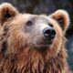 Cazul ursului Arthur, în atenția Comisiei Europene. „Cercetăm detaliile, urmărim cu mare atenție…”