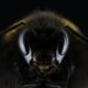 Albinele l-au ucis, greșală fatală ce nu trebuie făcută…Tudor Ciuhodaru: „Nu le provocați”
