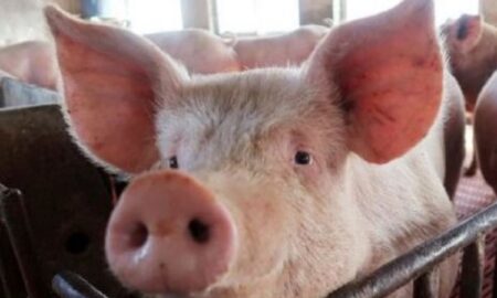Protecția Consumatorului va verifica produsele alimentare pentru „urme de porc”. Premieră