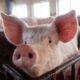 Protecția Consumatorului va verifica produsele alimentare pentru „urme de porc”. Premieră