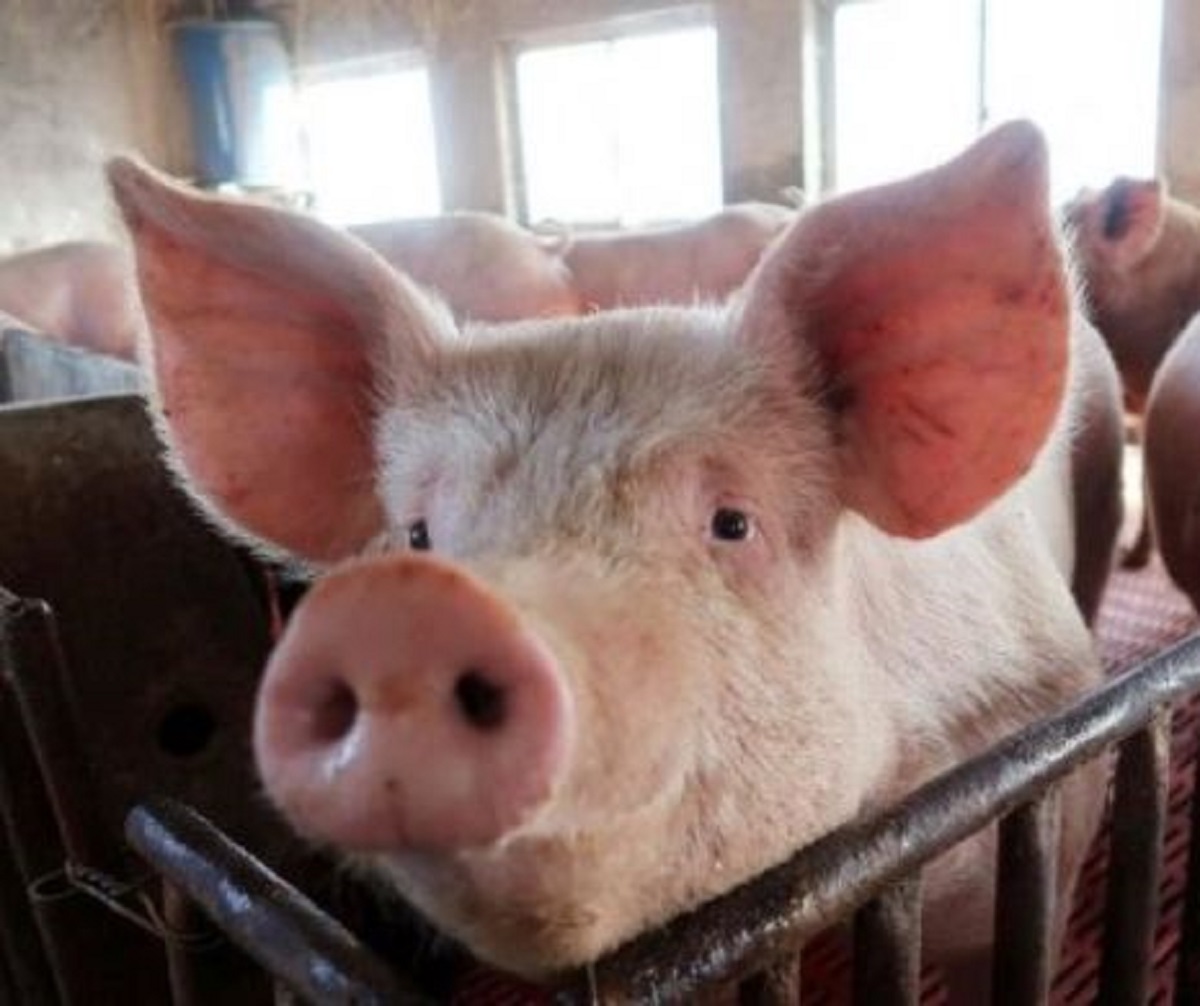 Protecția Consumatorului va verifica produsele alimentare pentru „urme de porc”. Premieră