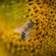Propolisul – miracolul creat de albinuțe. Ce beneficii are acest medicament al naturii!