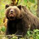 Panică totală în România: Urșii atacă în mod repetat oamenii