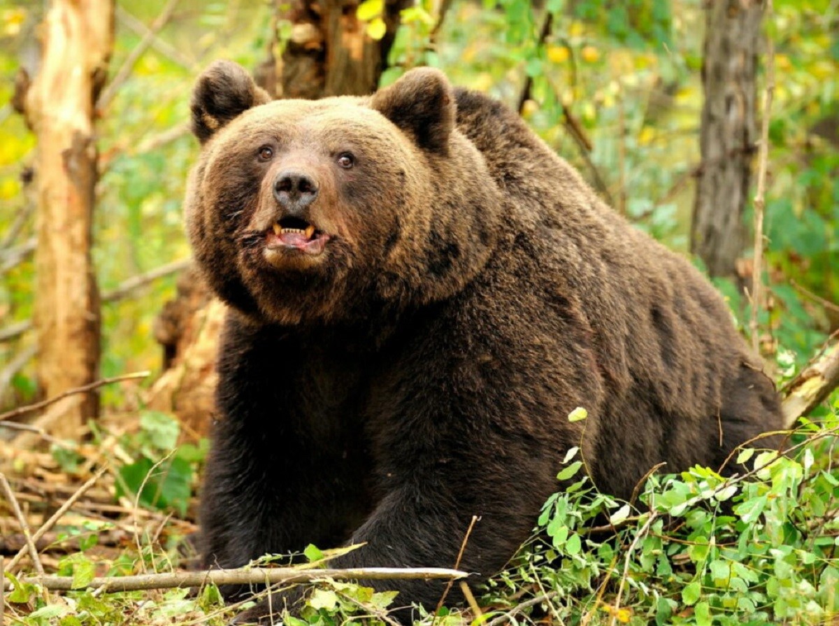 Panică totală în România: Urșii atacă în mod repetat oamenii