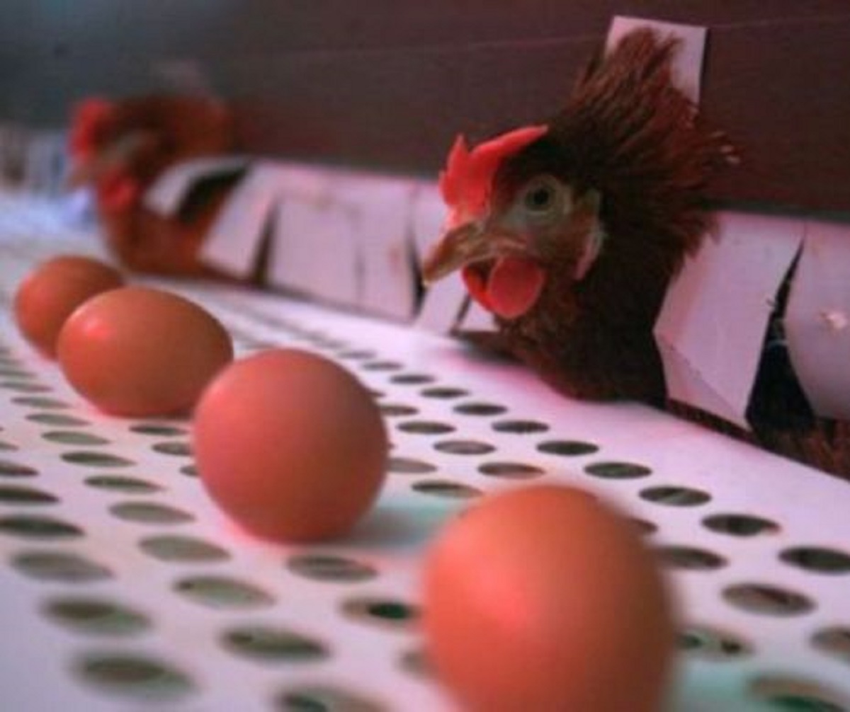 Focar de Salmonella la o fermă de găini! Zeci de mii de păsări incinerate