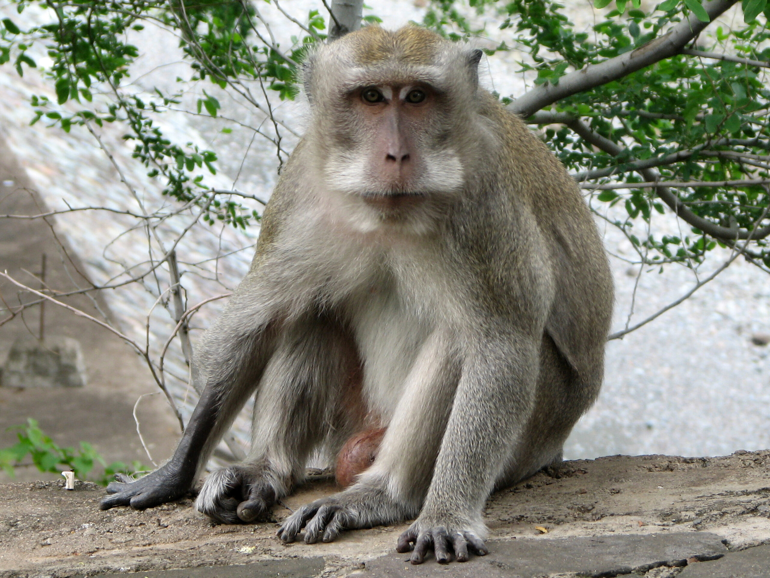 Monkey B