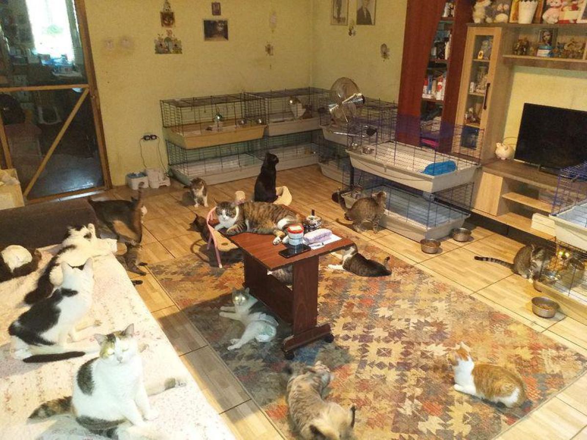 Video.Românca care și-a transformat casa în grădiniță pentru pisici. Cât costă lunar mâncarea și tratamentul animăluțelor