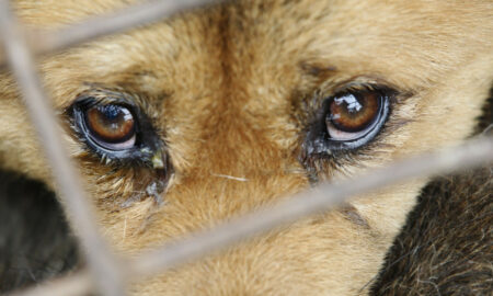 Imaginile care au șocat România. Un biet câine a fost târât prin oraș de șoferul unui UTILAJ!