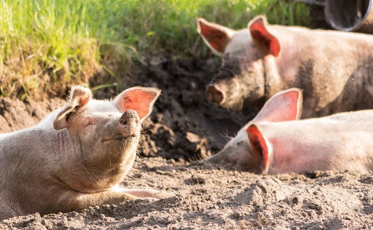 Alertă! Un nou focar de pestă porcină în România. Cât de periculoasă este boala pentru oamnei?