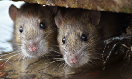 New York-ul anunță că oferă un salariu de până la 170.000 de dolari pentru cel care le ucide șobolanii