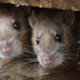 New York-ul anunță că oferă un salariu de până la 170.000 de dolari pentru cel care le ucide șobolanii