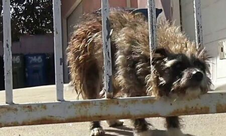 Abandonat într-un parc, un biet câine își plânge soarta tristă în spatele unor gratii!