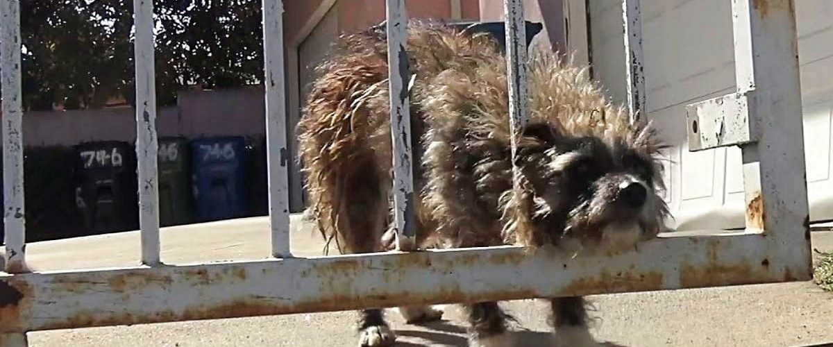 Abandonat într-un parc, un biet câine își plânge soarta tristă în spatele unor gratii!