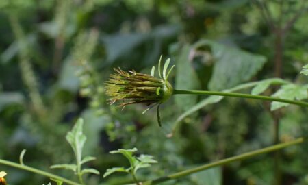 Planta care face ravagii printre români. Medicii spun că este un pericol. Uite cum să te ferești de ea?