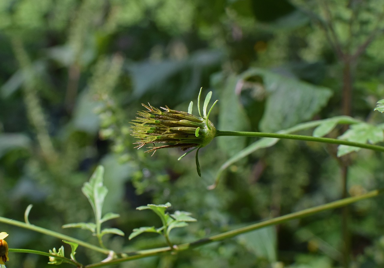 Planta care face ravagii printre români. Medicii spun că este un pericol. Uite cum să te ferești de ea?