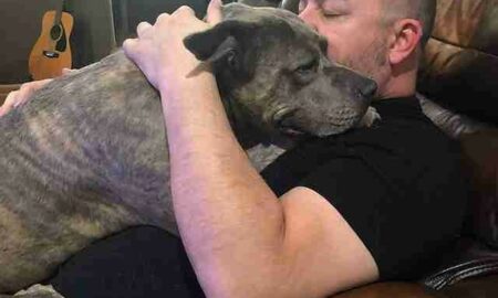 Amenințat cu moartea, un bărbat este salvat de cei doi Pitbulli pe care i-a adoptat dintr-un centru pentru animale