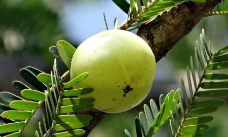 Puternic regenerator ayurvedic. Acest fruct de origine indiană face minuni pentru organism!