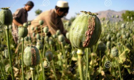 Afganistanul va deveni un narco-stat? Talibanii susţin că vor renunţa la producţia de heroină