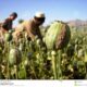 Afganistanul va deveni un narco-stat? Talibanii susţin că vor renunţa la producţia de heroină