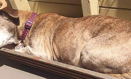 După ce a adormit pe o terasă, un câine bătrân și bolnav este adoptat de o familie iubitoare!