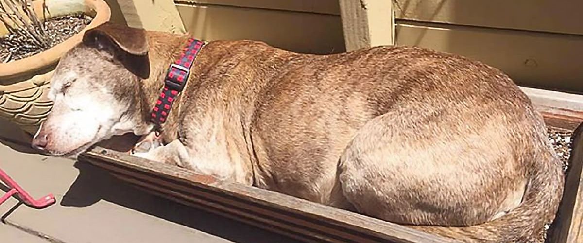 După ce a adormit pe o terasă, un câine bătrân și bolnav este adoptat de o familie iubitoare!