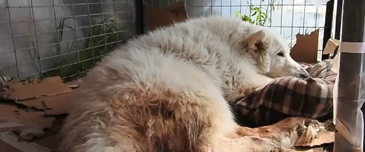 Indiferent de problemele sale de sănătate, o familie decide să adopte câinele grav bolnav!