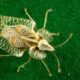 O specie agresivă de insecte a invadat România: „Sunt imune la substanţele chimice”