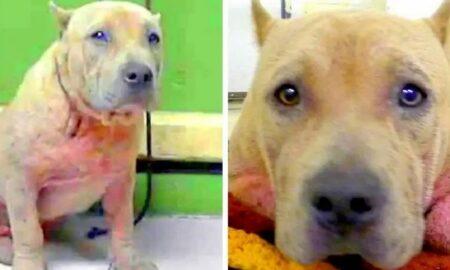 Lăsată în adăpost din cauza prejudecăților, o cățelușă Pitbull emoționează pe toată lumea!