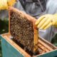 Apicultorii au nevoie de susținere! Producția de miere este în pericol din cauza secetei