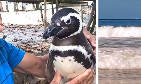 Motivul uimitor pentru care un pinguin înoată peste 8.000 de km anual!